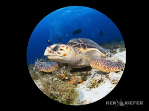 Alien Turtle by Ken Kiefer 